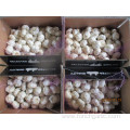 Best Quality Pure White Garlic 5.0cm